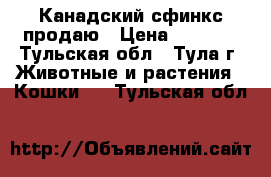 Канадский сфинкс продаю › Цена ­ 5 000 - Тульская обл., Тула г. Животные и растения » Кошки   . Тульская обл.